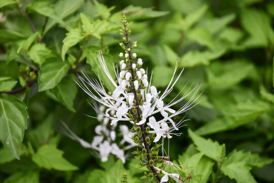 ネコノヒゲ　Cat&rsquo;s Whiskers
