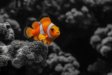 a vibrant clownfish swimming on a grayscale background