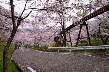 Funaoka, Sendai, Japan - April 17, 2017: Full blossom cherry (Sakura) flowers trees near Funaoka...