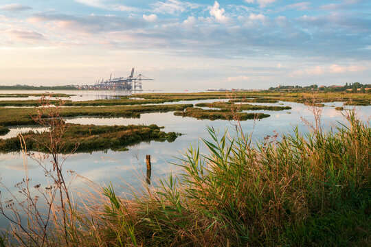 Summer Morning at Shotley Marsh
