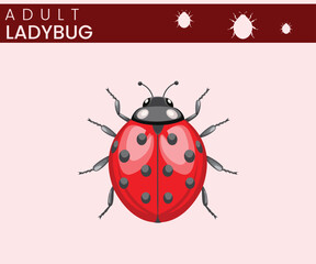Ladybug Beneficial Beetle with Bright Colors and Natural Pest Control Abilities
