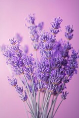 Naklejka premium A vibrant lavender bouquet showcased against a soft, pink, pastel background, highlighting its delicate nature.