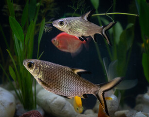 Naklejka premium A pair of Sharks bala. Vibrant fish tank filled with colorful fish and lush plants