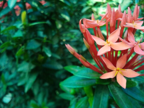 Beautiful blooming Chinese red ixora flower