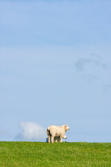 Obraz premium Two sheep on a dike in Northern Germany