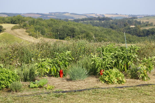 Vue panoramique sur un potager en pleine campagne avec des plan de poivron rouge doux d'Espagne et des herbes aromatiques de ciboulette, d'oseille , de thym et de romarin en &eacute;t&eacute;