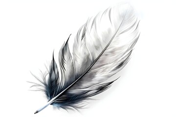 Elegant Black White Feather Display Artistic Nature Aesthetic
