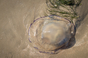 a large cauliflower jellyfish on the beach at the North Sea in Rømø Denmark