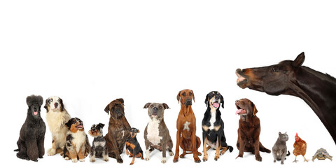 group of different animals on panoramic banner isolated on white . horse dogs cat turtle chicken 