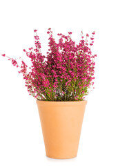 Erica gracilis broom heather plant in flower pot isolated