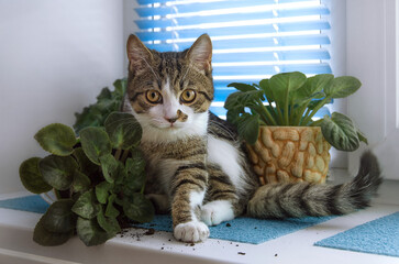 The cat knocked over a flower pot. A pet (cat) on the windowsill