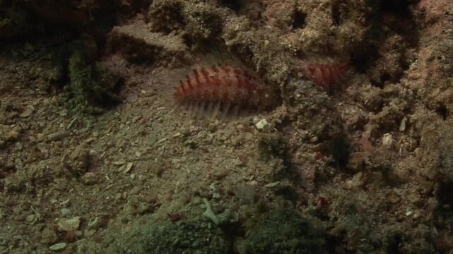 A venomous fireworm (Hermodice carunculata) slithers beneath a coral branch on the seafloor. Check my portfolio for more fireworm footage and other examples of dangerous marine creatures.