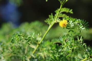 achellia farnesiana is a species of shrub or small tree
