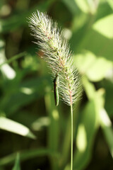 강아지풀에 붙은 벼이삭벌레