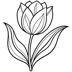 tulip flower decoration drawing