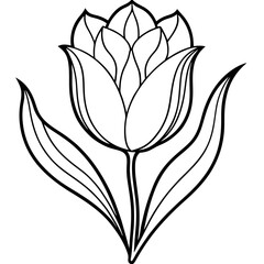 tulip flower decoration drawing