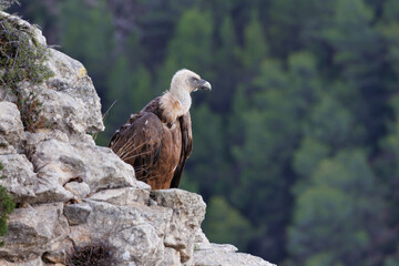 Buitre leonado gyps fulvus encaramado en la roca con el bosque de fondo, Alcoy, España
