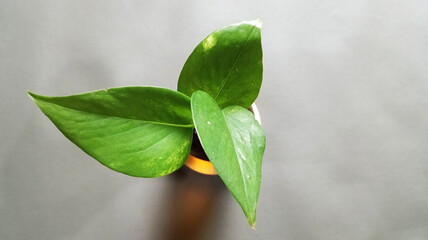 Top view of plants growing in bottles filled with water on isolated background.