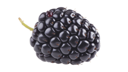 Organic blackberry fruit image isolated transparent. Ripe brambleberry cut out photo png. Healthy dewberry. Thorny rubus fruticosus. Bramble berry cutout element object photography
