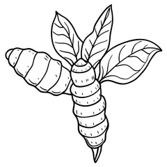 turmeric herb sketch drawing