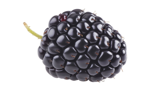 Organic blackberry fruit image isolated transparent. Ripe brambleberry cut out photo png. Healthy dewberry. Thorny rubus fruticosus. Bramble berry cutout element object photography