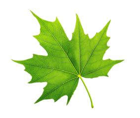 Bright green maple leaf with detailed veins image isolated transparent. Botanical foliage cut out photo png. Nature, environmental, seasonal cutout element object photography