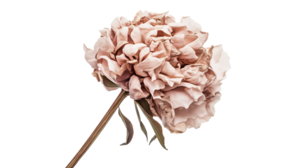 Delicate blush pink dried peony flower image isolated transparent. Preserved bloom petals cut out photo png. Romantic charm, natural elegance cutout element object photography