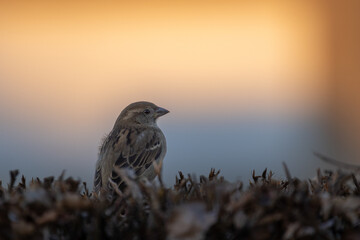 A solitary sparrow perched gracefully on a branch, showcasing the exquisite beauty and tranquility of nature