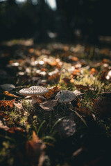 Two small mushrooms growing among the leaves and moss on the forest floor. The image captures the quiet, serene atmosphere of the woodland in autumn.