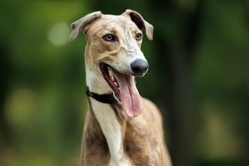 happy young greyhound dog portrait outdoors in summer