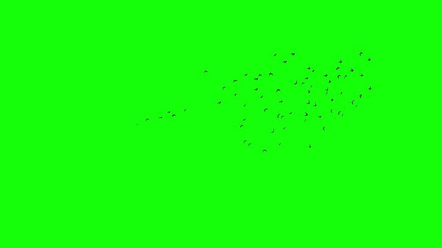 A flock of black birds flying freely chaotical, a group of pigeons chroma key green screen. Silhouettes of Migrating Birds in motion far in the sky. Sparrows or Swallows. For compositing VFX