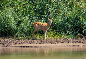 Profile of a roe deer on the bank of a river