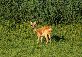 A roe deer chewing grass