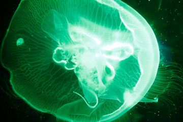 A close-up photograph of a transparent jellyfish floating in dark waters, showcasing its delicate...