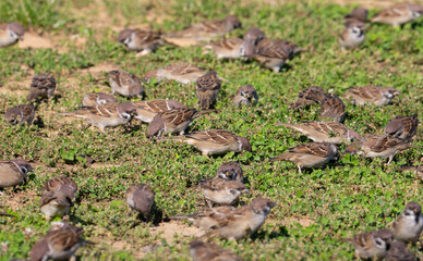 A group of many sparrow birds in the grass on the ground, with selective focus
