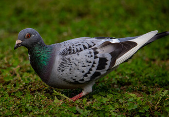 A homing pigeon sitting on the ground
