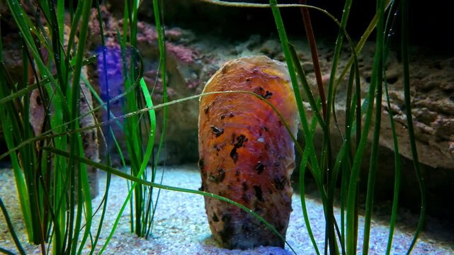 Noble Pen Shell And Sea Grass Underwater At Cretaquarium Near Gournes In Crete, Greece. closeup shot