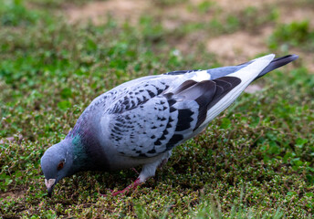 A homing pigeon sitting on the ground