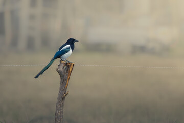 Eurasian magpie (Coțofană)
