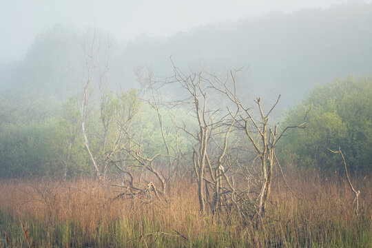 Ramsholt Trees