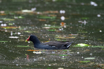 Moorhen swimming on green pond 