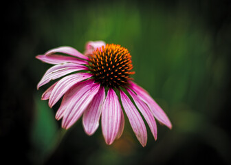 Pink coneflower blooming in the summer sun
