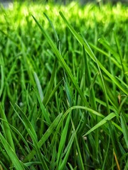 grass