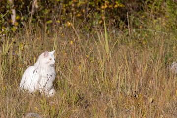 White cat hunts mice in a field
