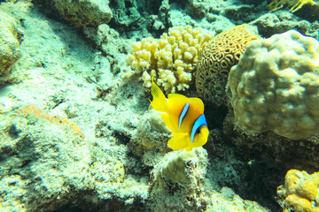 Lovely juvenile Yellowtail clownfish (Amphiprion clarkii) in Beautiful Sea Anemones