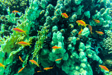 Obraz premium Coral Reef at the Red Sea,Egypt. coral yellow fish