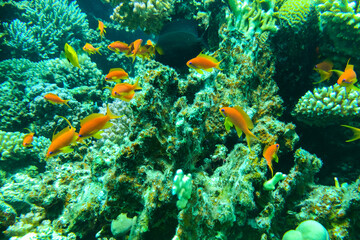 Coral Reef at the Red Sea,Egypt. coral yellow fish