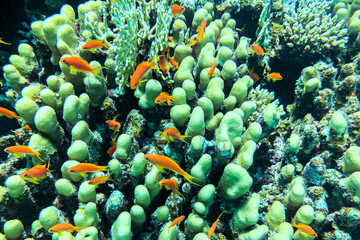 Coral Reef at the Red Sea,Egypt. coral yellow fish