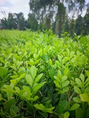Fototapeta premium green tea leaves