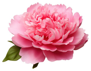 PNG Peony blossom flower dahlia.